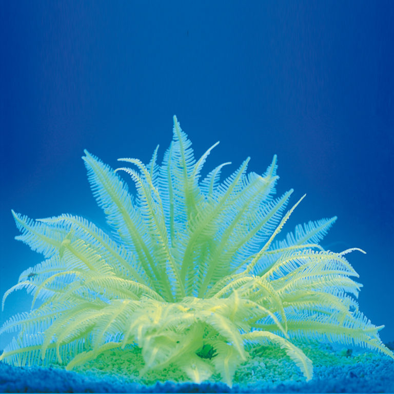 Coral neón de plástico, Caulerpa sp., verde