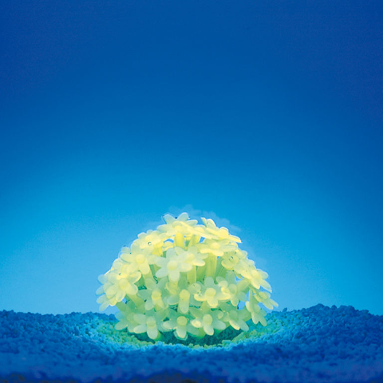 Coral neón de plástico, Tubastrea coccinea, amarilla