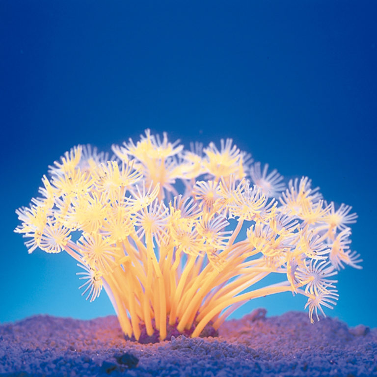 Coral neón de plástico, Goniopora stokesi, anaranjada