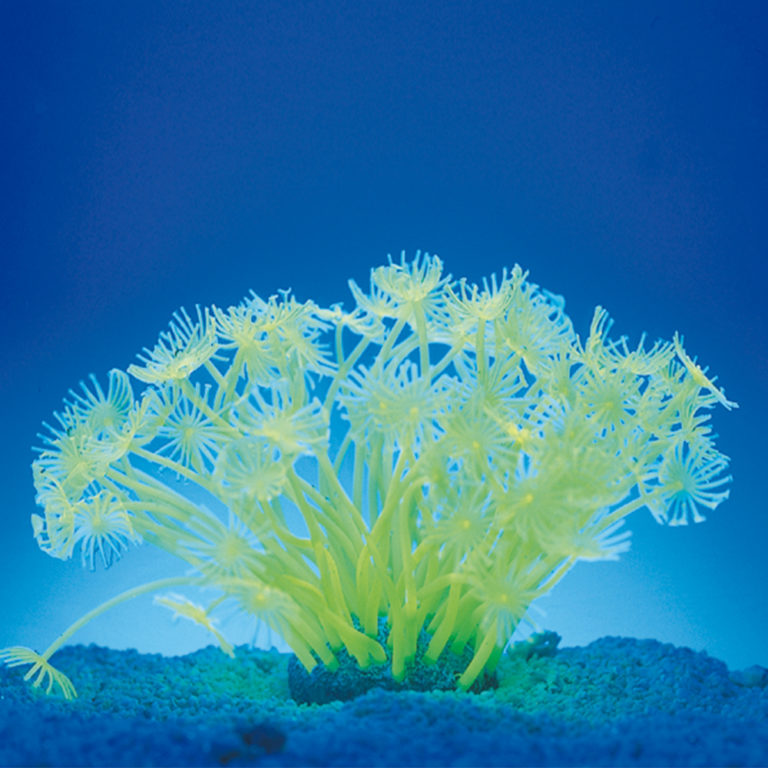 Coral neón de plástico, Goniopora stokesi, verde