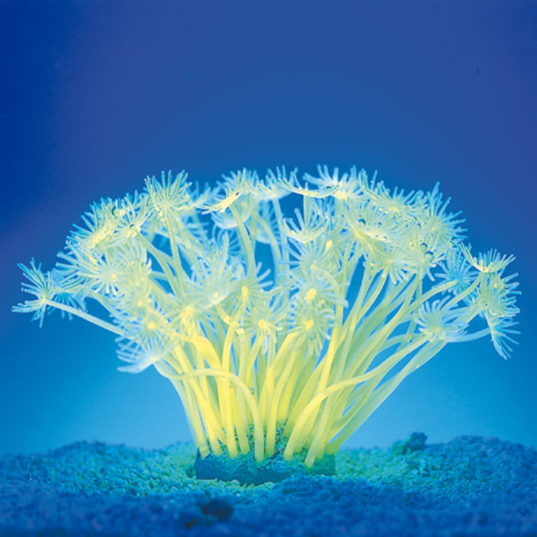 Coral neón de plástico, Goniopora stokesi, amarilla