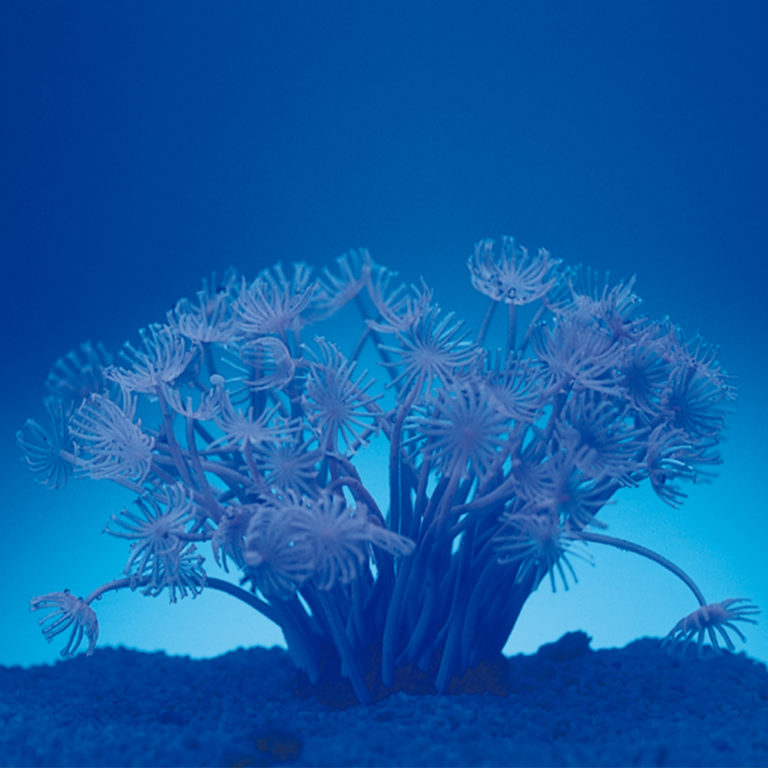 Coral neón de plástico, Goniopora stokesi, blanco
