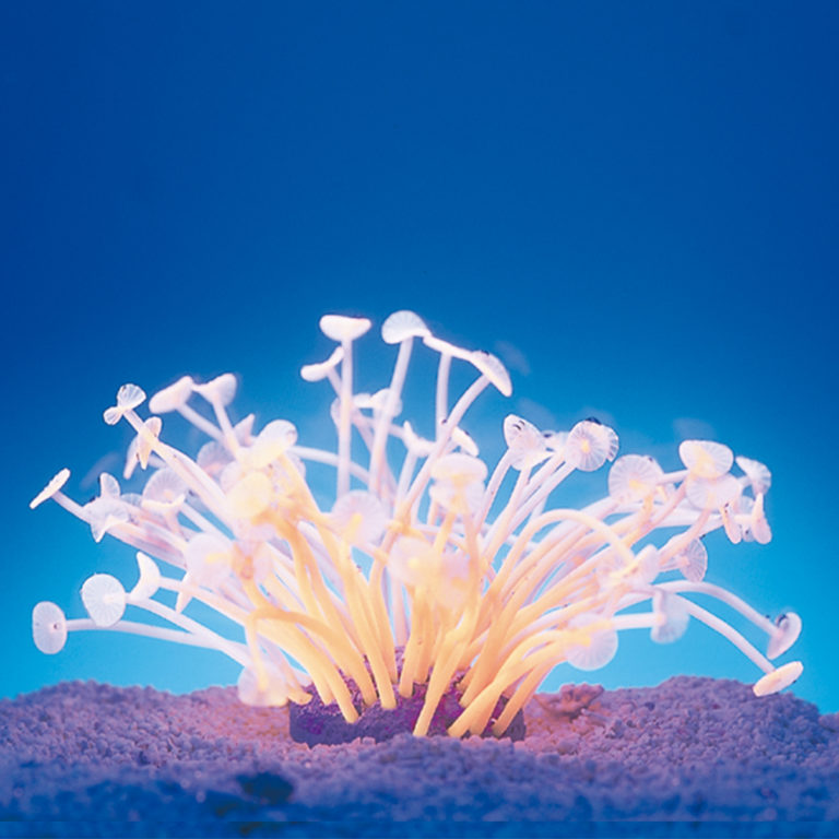 Coral neón de plástico, Palythoa spp., anaranjada