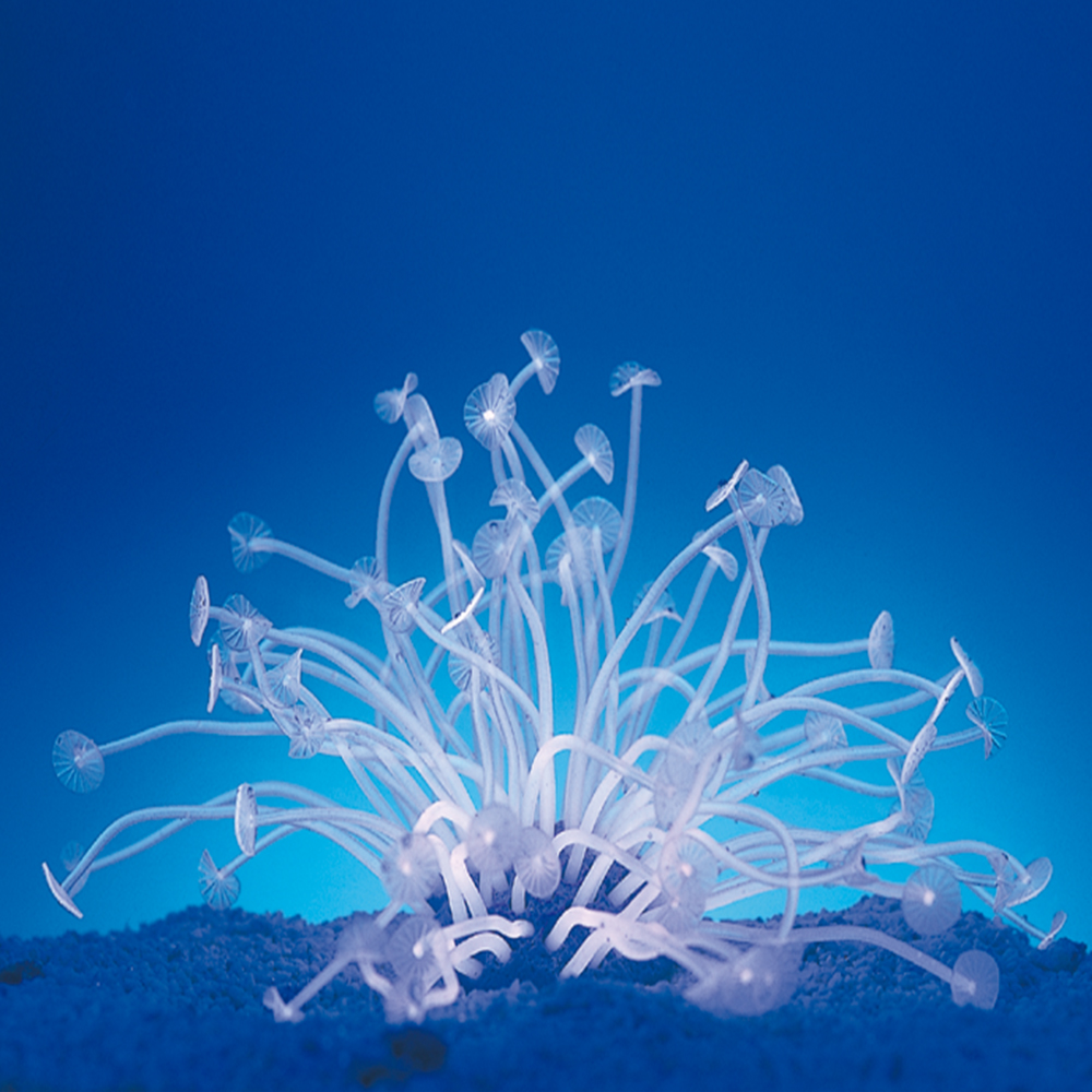 Coral neón de plástico, Palythoa spp., rosa