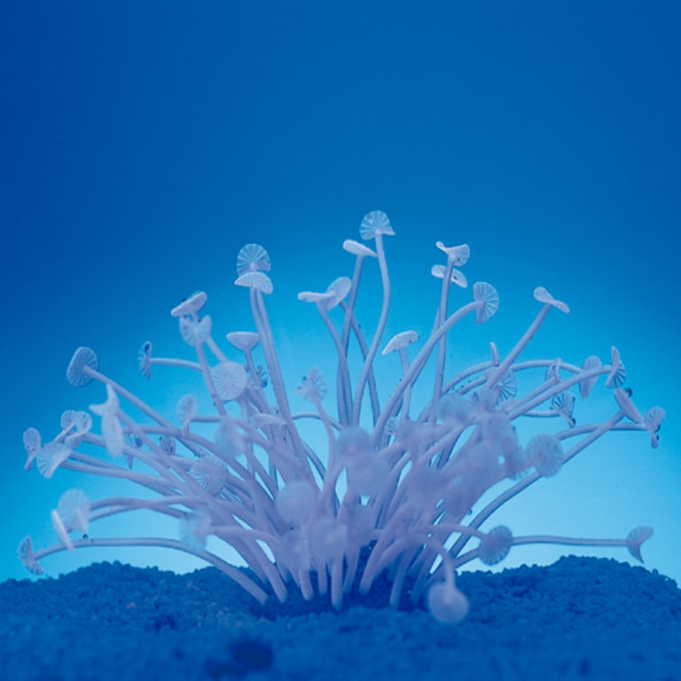 Coral neón de plástico, Palythoa spp., violeta