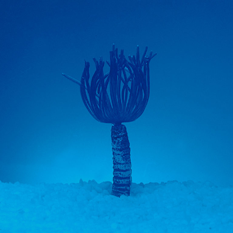 Coral neón de plástico, Protula magnifica, violeta (seis piezas)