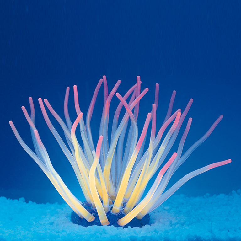 Coral neón de plástico, Actinia cari, tri color
