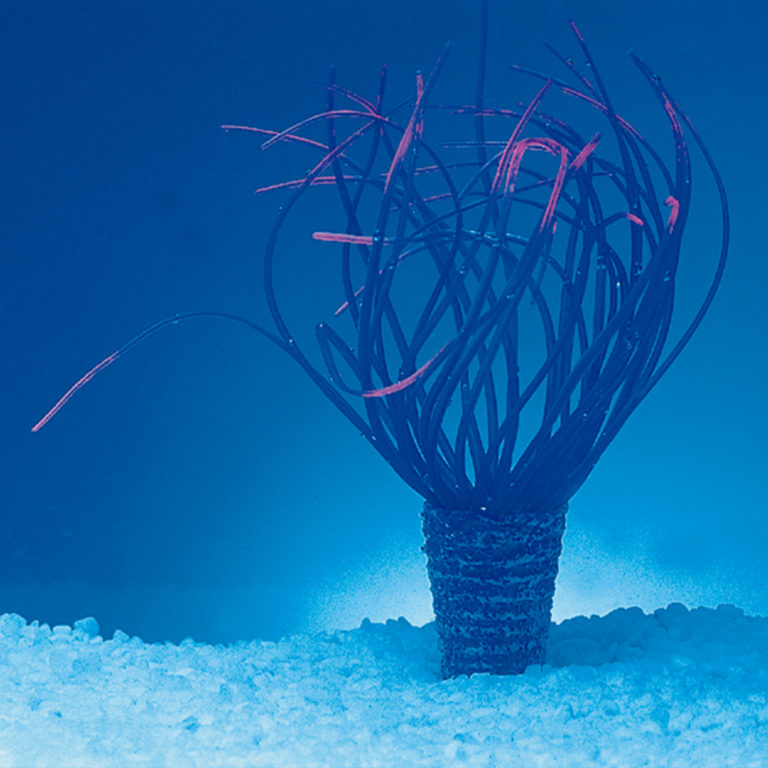Coral neón de plástico, Cerianthus membranaceus, violeta