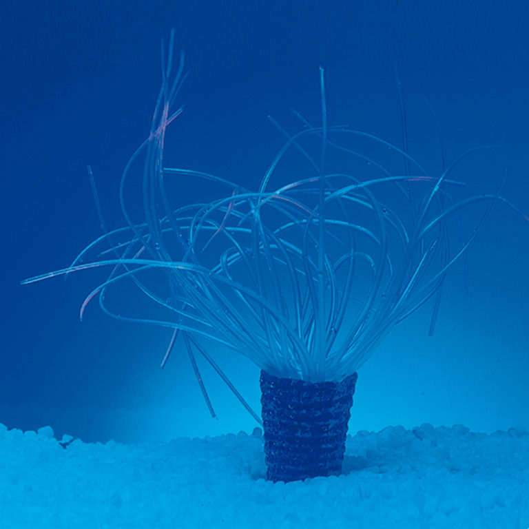 Coral neón de plástico, Cerianthus membranaceus, blanco