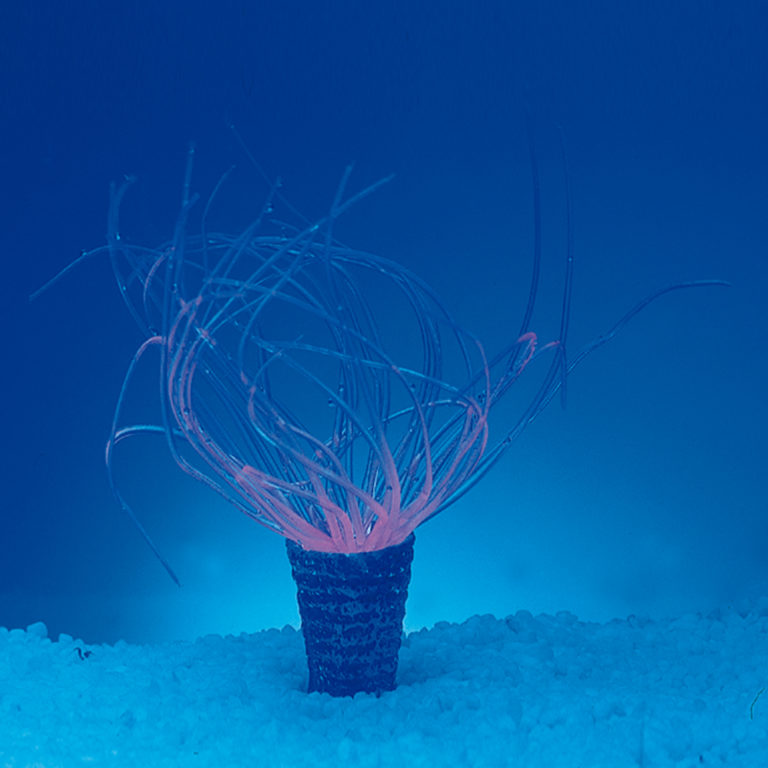 Coral neón de plástico, Cerianthus membranaceus, rosado