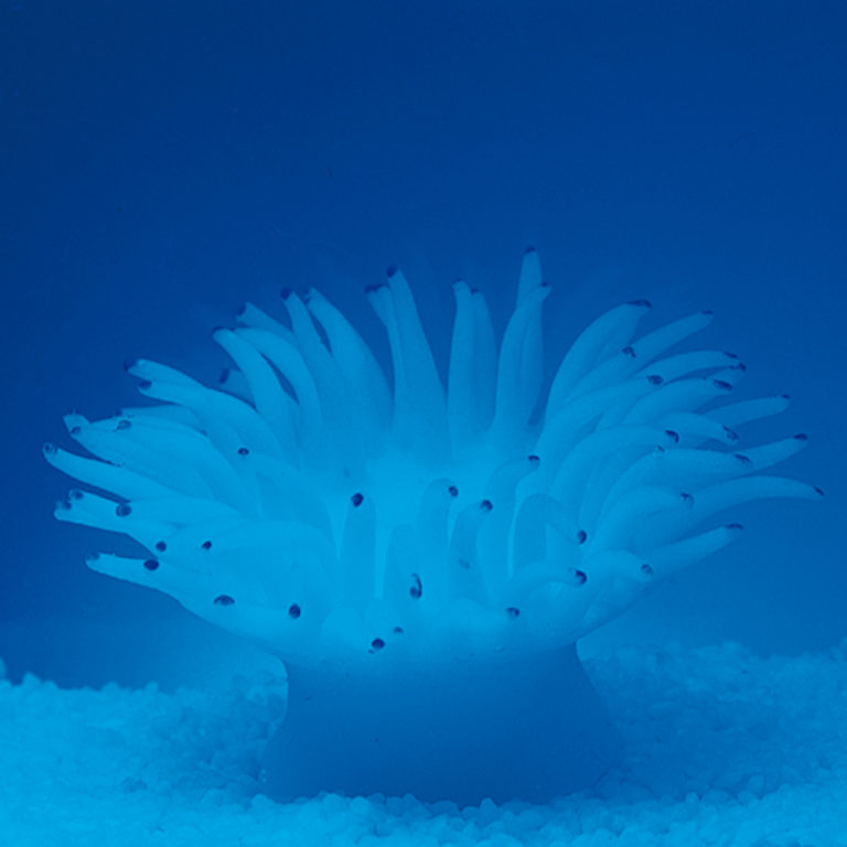 Coral neón de plástico, Anemonia sulcata, blanca