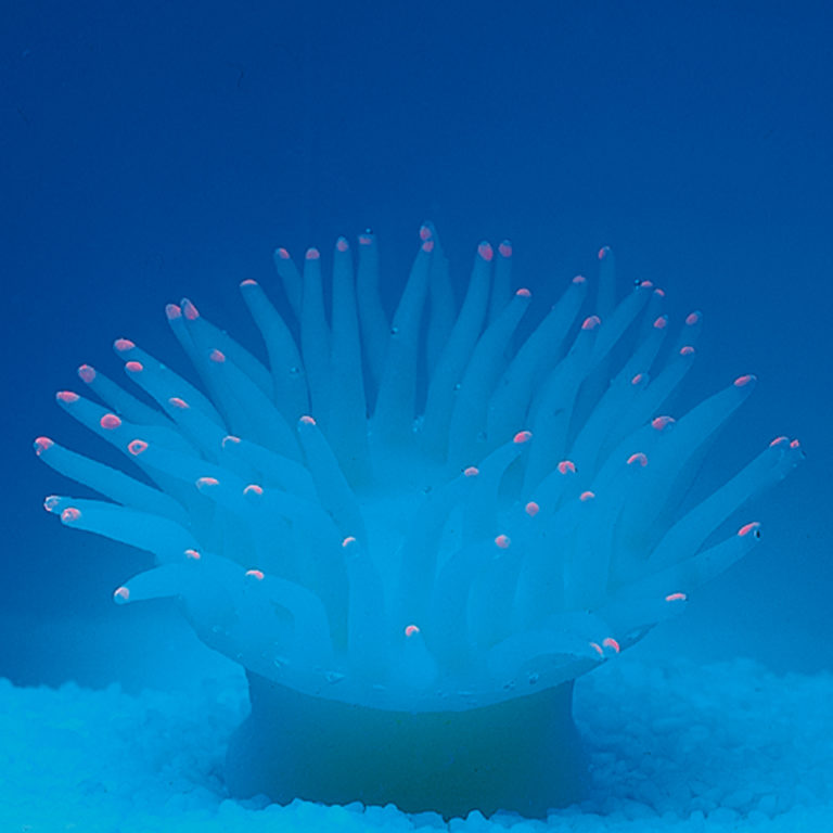 Coral neón de plástico, Anemonia sulcata,amarilla