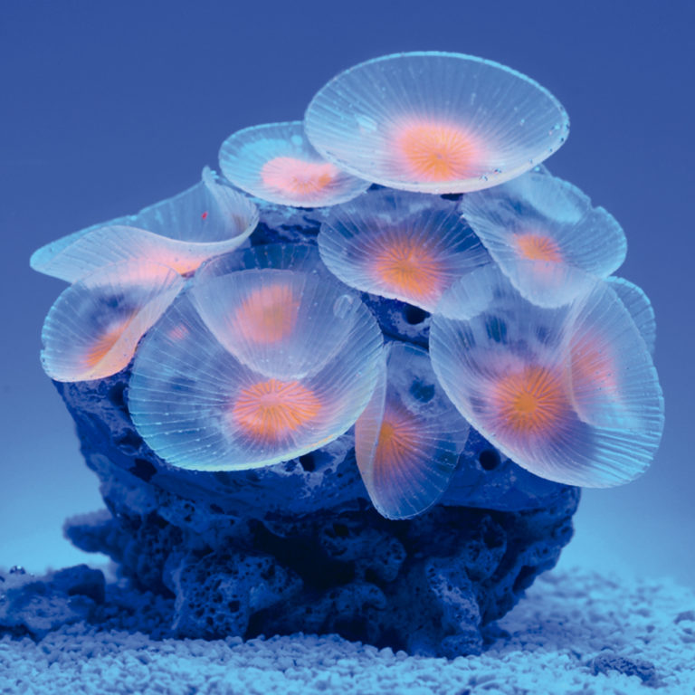 Coral neón de plástico, Discosoma spp., rosa