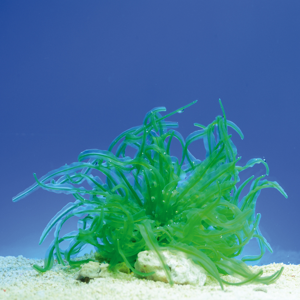 Coral neón de plástico, Vidalia ahtusiloba, verde