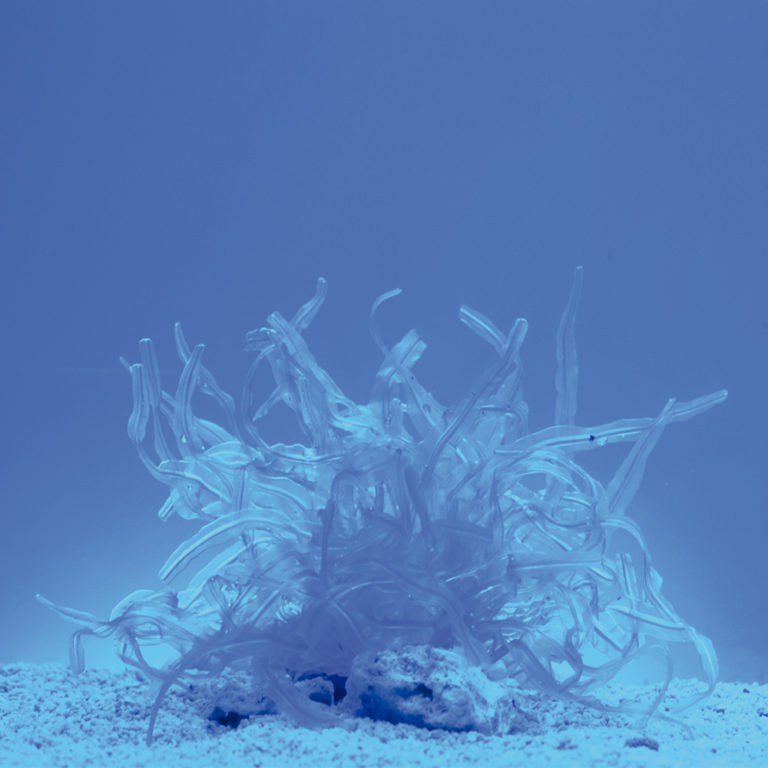 Coral neón de plástico, Vidalia ahtusiloba, azul