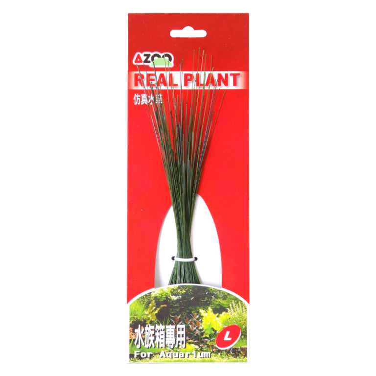 8" Eleocharis, grande