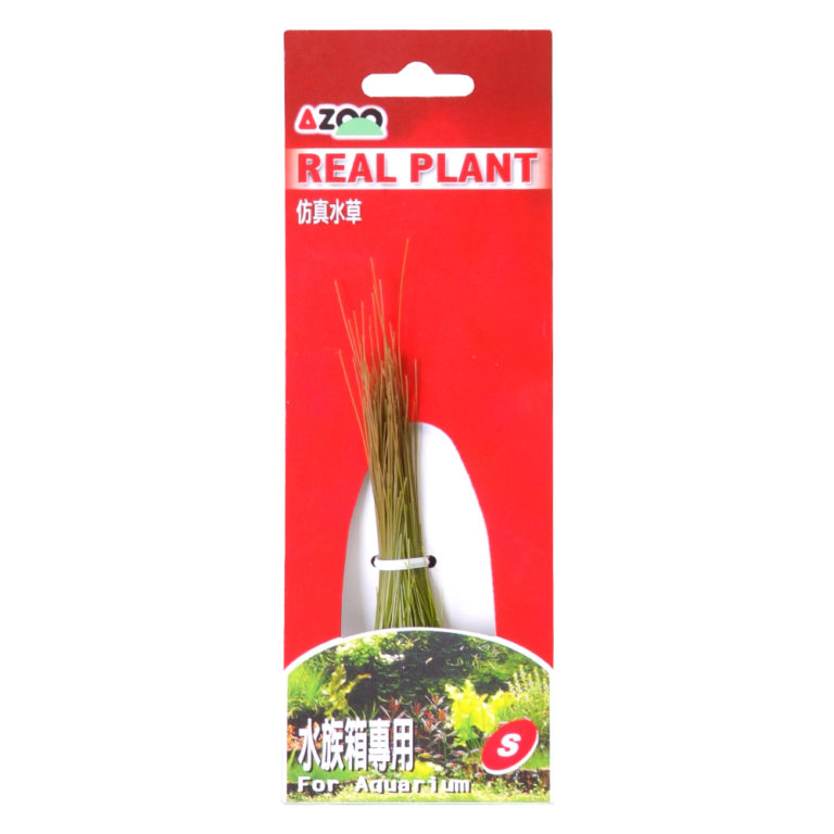 4" Hairgrass, chica